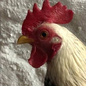 Meet your Posher, Marli